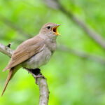 ruyada bulbul gormek