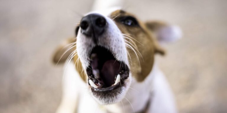 Gece Köpek Havladığında Yapılan Dua